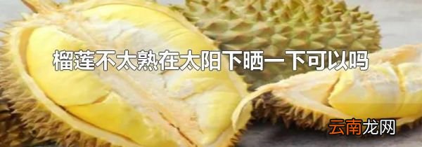 榴莲不太熟在太阳下晒一下可以吗