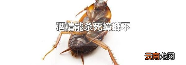 酒精能杀死蟑螂不