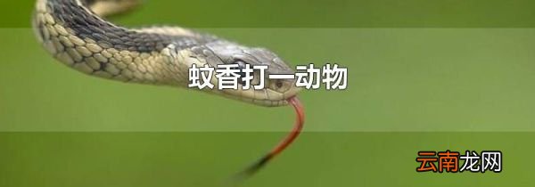蚊香打一动物