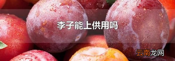 李子能上供用吗