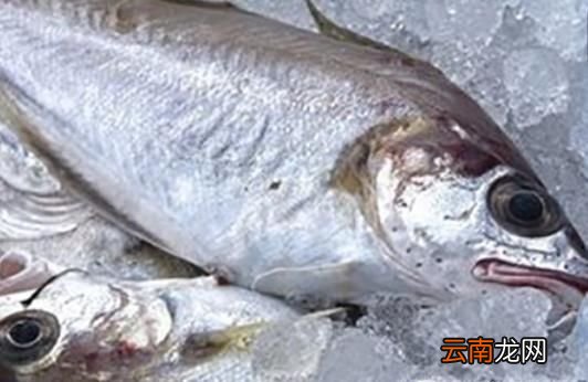 活鱼怎么保鲜,杀好的鱼怎么保鲜