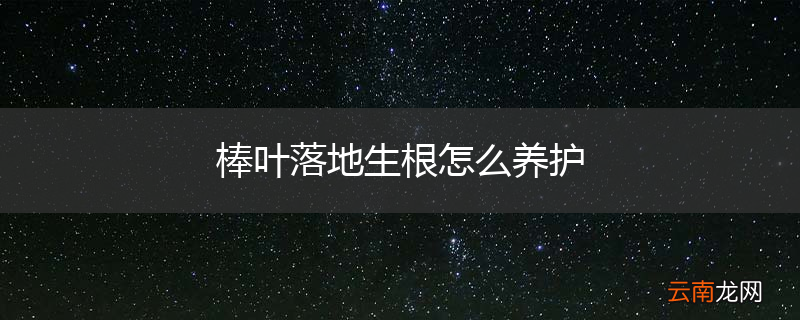 棒叶落地生根怎么养护