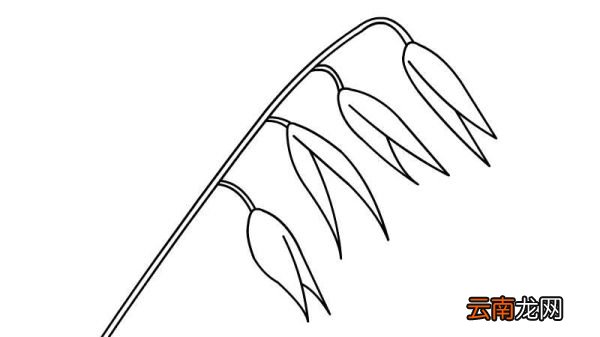 燕麦简笔画怎么画燕麦简笔画的画法