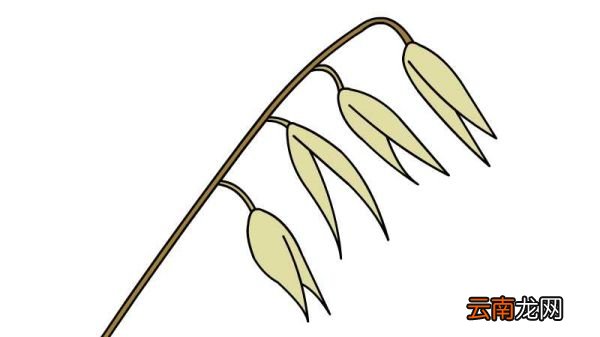 燕麦简笔画怎么画燕麦简笔画的画法