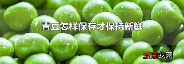 青豆怎样保存才保持新鲜