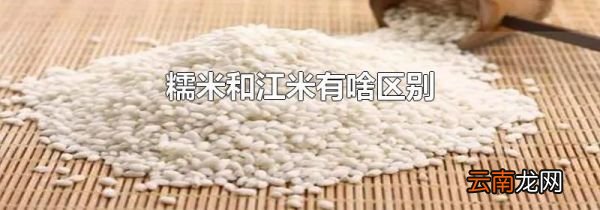 糯米和江米有啥区别