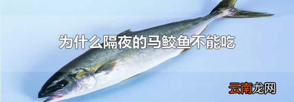 为什么隔夜的马鲛鱼不能吃