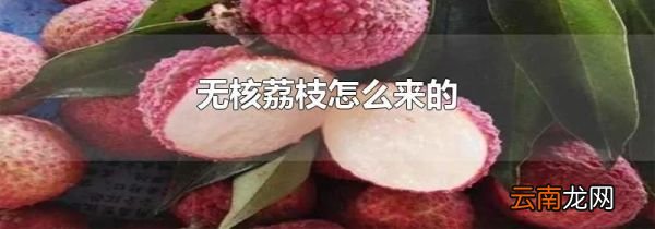 无核荔枝怎么来的