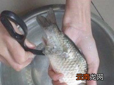 海鲈鱼怎么处理干净