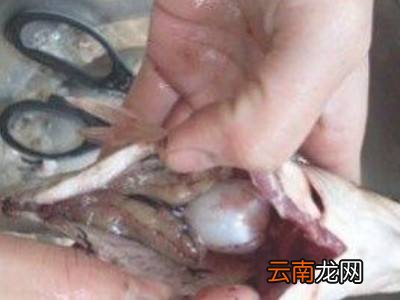 海鲈鱼怎么处理干净