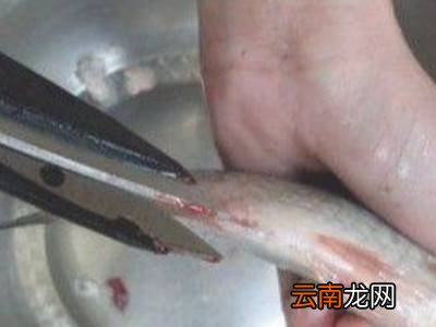 海鲈鱼怎么处理干净