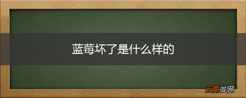 蓝莓坏了是什么样的