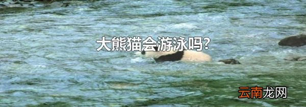 大熊猫会游泳吗?