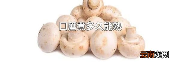 口蘑煮多久能熟