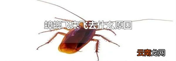 蟑螂飞来飞去什么原因