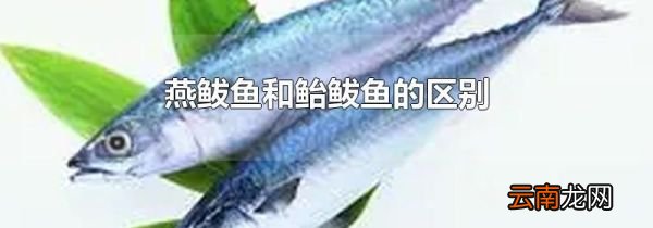 燕鲅鱼和鲐鲅鱼的区别