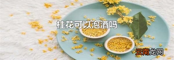 桂花可以泡酒吗