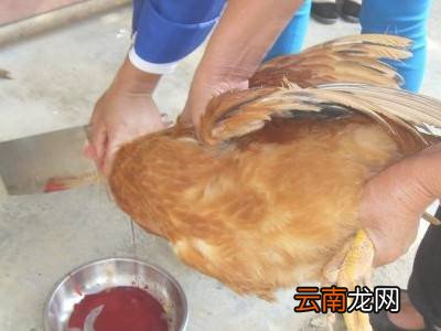活鸡怎么处理干净