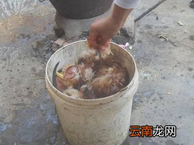 活鸡怎么处理干净