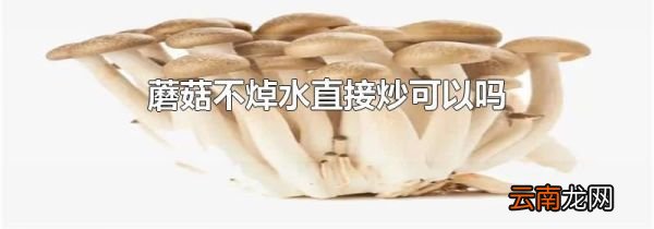 蘑菇不焯水直接炒可以吗