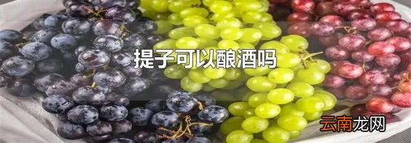 提子可以酿酒吗