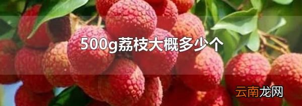 500g荔枝大概多少个