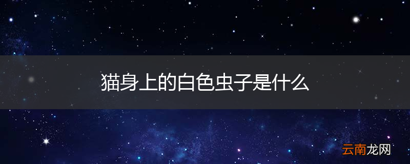 猫身上的白色虫子是什么