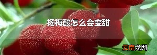 杨梅酸怎么会变甜