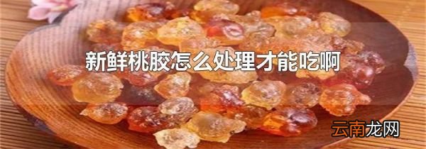 新鲜桃胶怎么处理才能吃啊