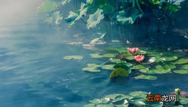 亭亭玉立晚风前,一片清芬透碧天什么意思? 亭亭玉立晚风前,一片清芬透碧天是什么意思?