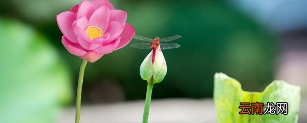 亭亭玉立晚风前,一片清芬透碧天什么意思? 亭亭玉立晚风前,一片清芬透碧天是什么意思?