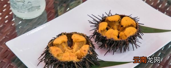 海胆有毒吗 海胆有没有毒