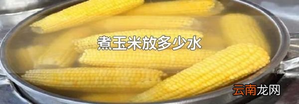 煮玉米放多少水