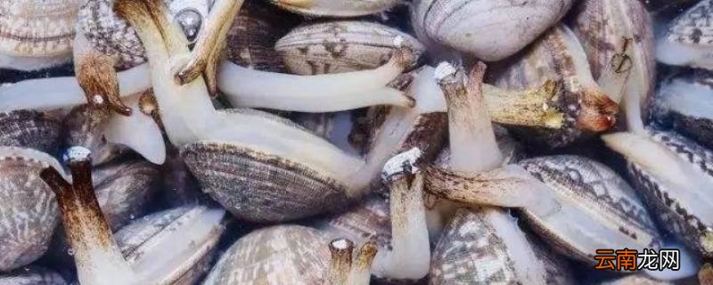 花蛤能放几天