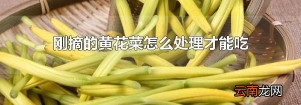 刚摘的黄花菜怎么处理才能吃