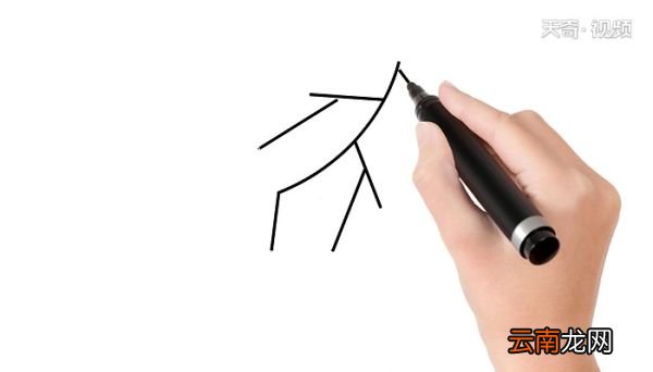 桂圆简笔画 桂圆简笔画怎么画