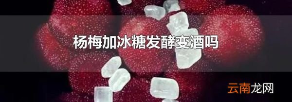 杨梅加冰糖发酵变酒吗
