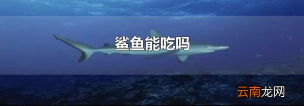 鲨鱼能吃吗