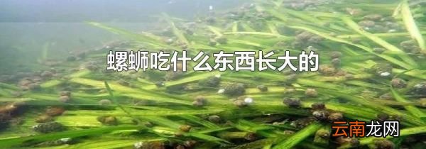 螺蛳吃什么东西长大的