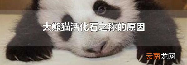 大熊猫活化石之称的原因
