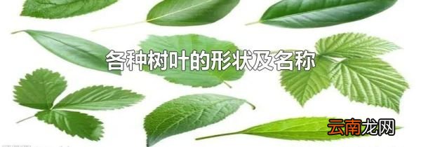 各种树叶的形状及名称