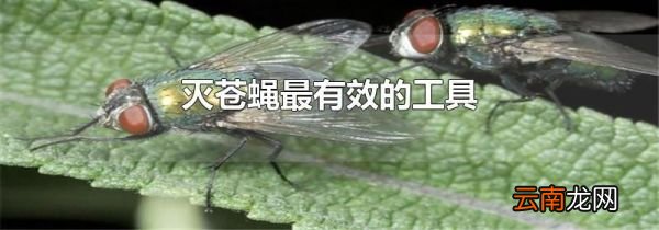 灭苍蝇最有效的工具