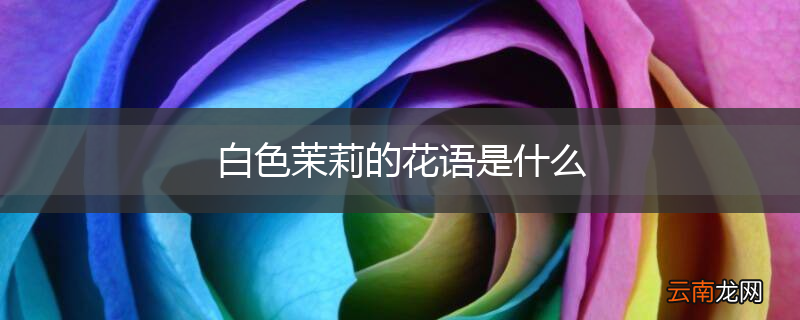 白色茉莉的花语是什么