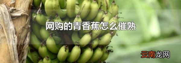 网购的青香蕉怎么催熟