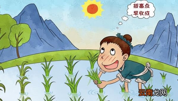 揠苗助长的歇后语 揠苗助长的下一句是什么