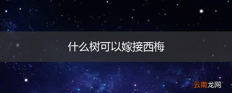 什么树可以嫁接西梅