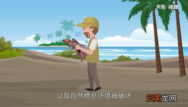 椰子蟹能吃吗 椰子蟹怎么吃
