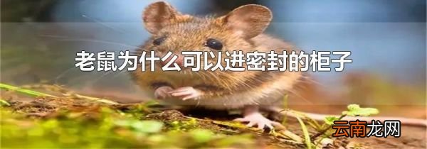 老鼠为什么可以进密封的柜子