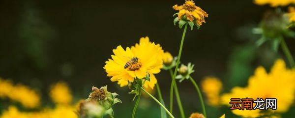 此花开尽更无花的全诗 《菊花》注释