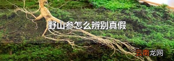 野山参怎么辨别真假